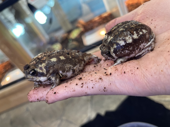 クリックすると拡大します