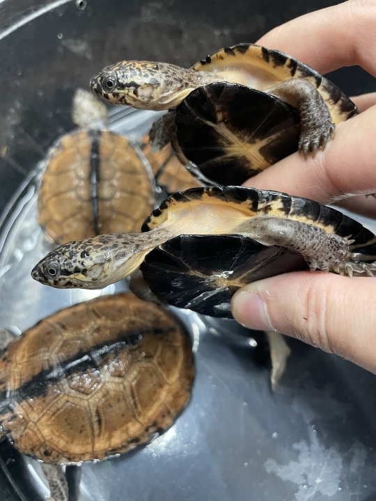 クリックすると拡大します