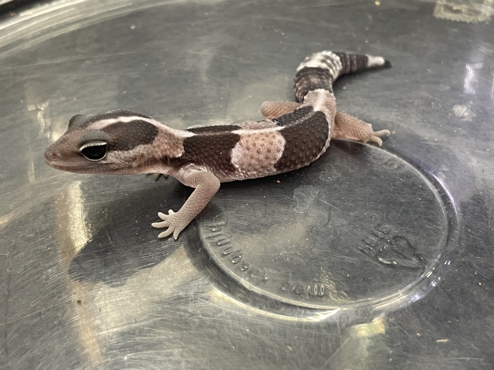 クリックすると拡大します