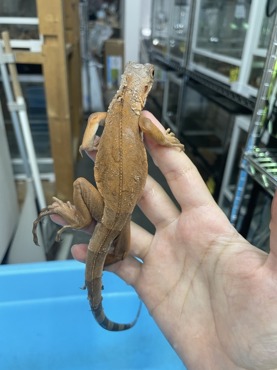 クリックすると拡大します