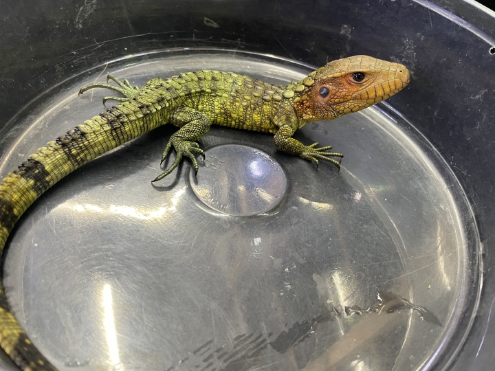 クリックすると拡大します