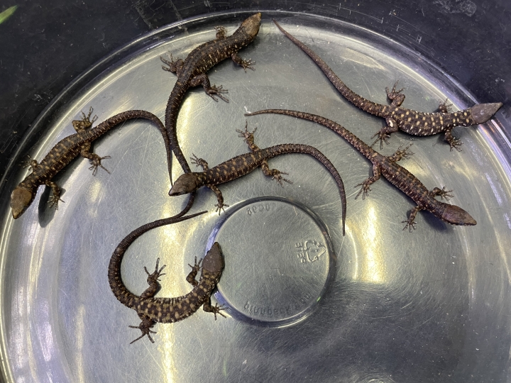 クリックすると拡大します