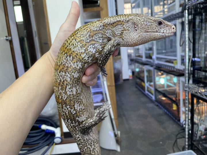 クリックすると拡大します