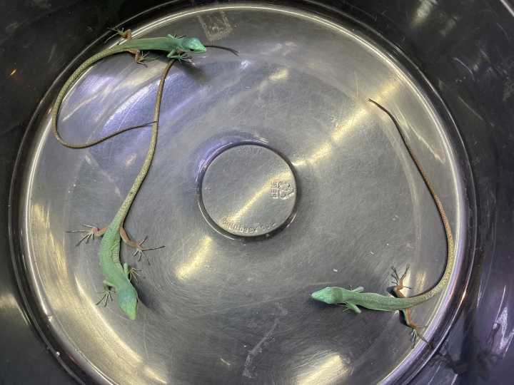 クリックすると拡大します