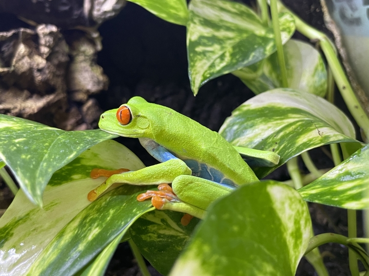 クリックすると拡大します