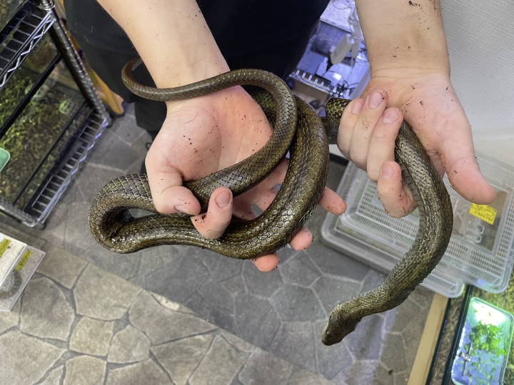 クリックすると拡大します