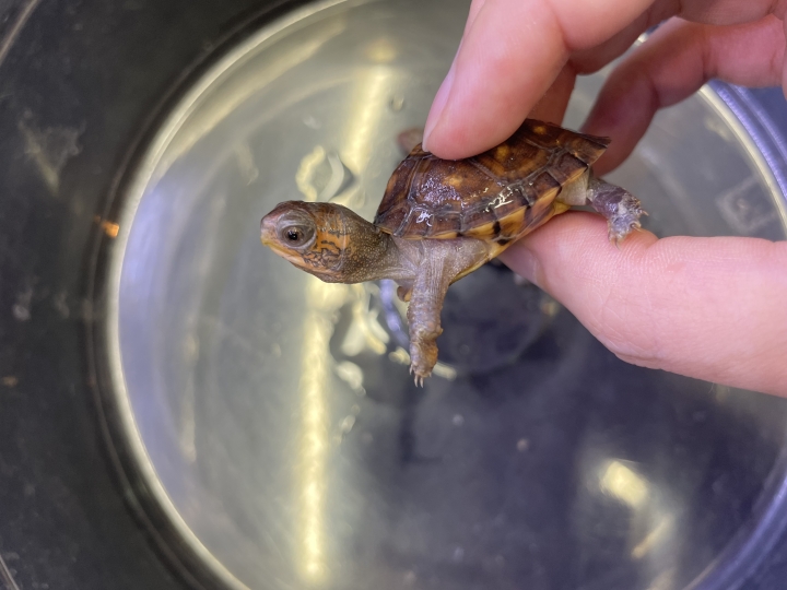 クリックすると拡大します