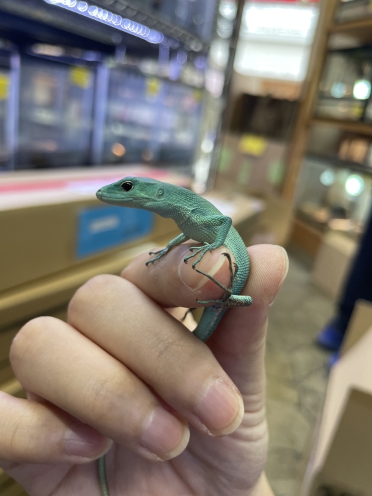 クリックすると拡大します