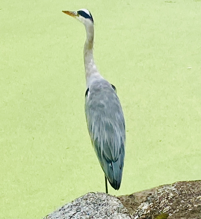 クリックすると拡大します