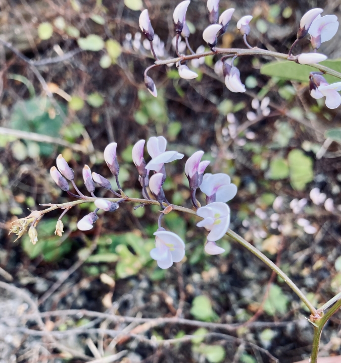 クリックすると拡大します