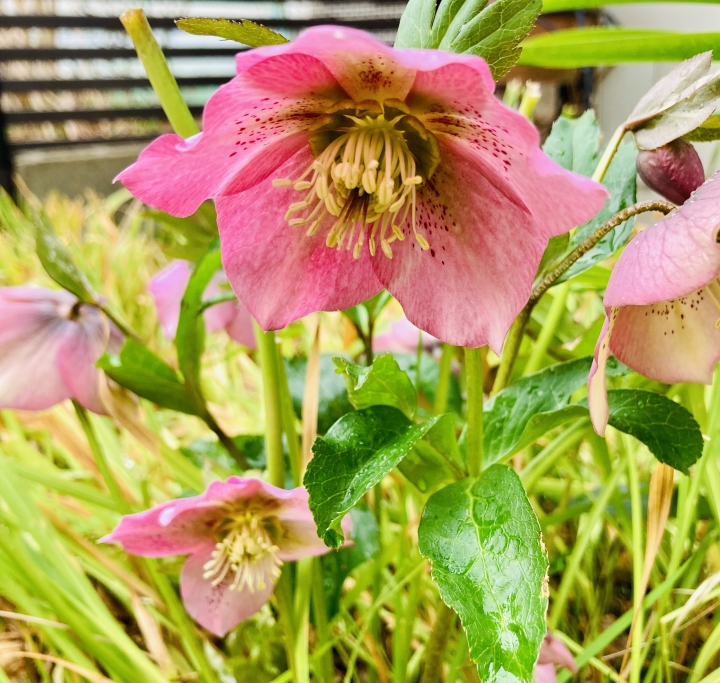 クリックすると拡大します