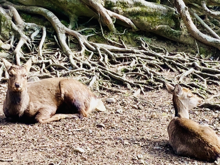 クリックすると拡大します
