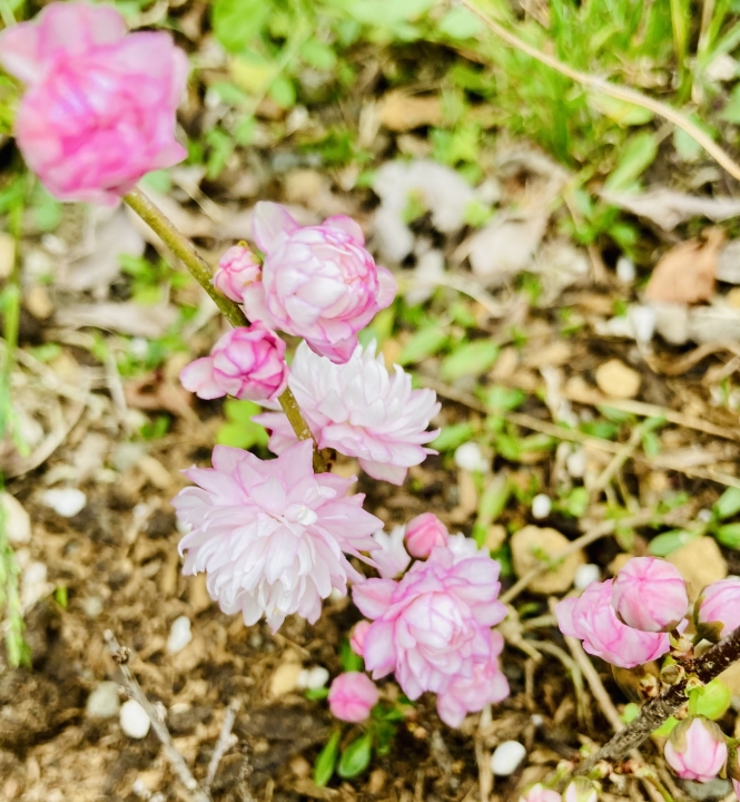 クリックすると拡大します
