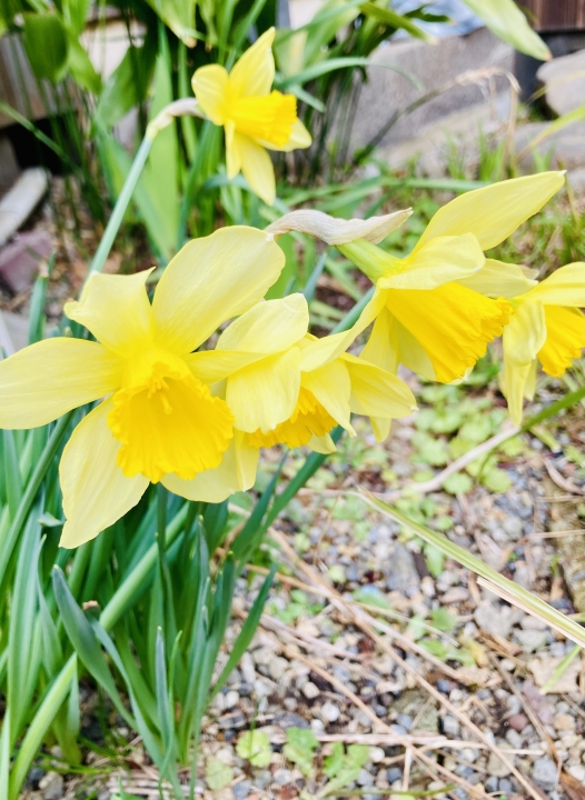 クリックすると拡大します