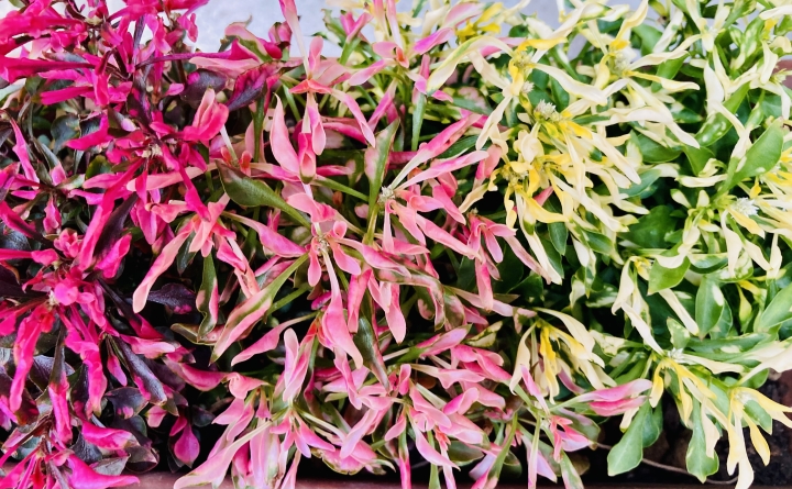 クリックすると拡大します