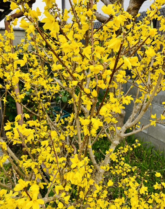 クリックすると拡大します