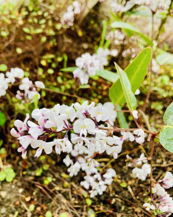 クリックすると拡大します