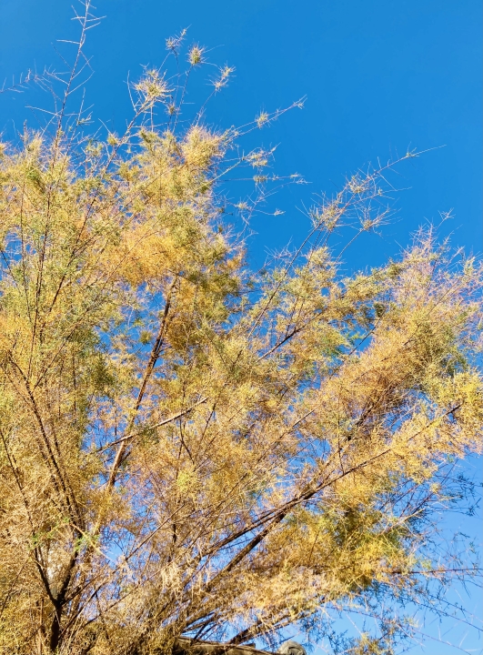 クリックすると拡大します