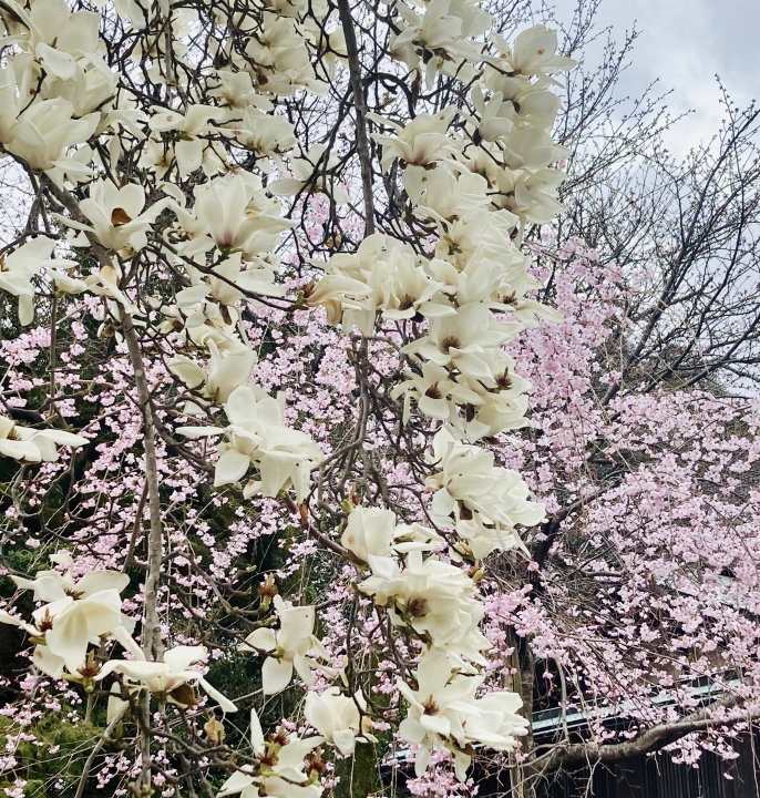 クリックすると拡大します