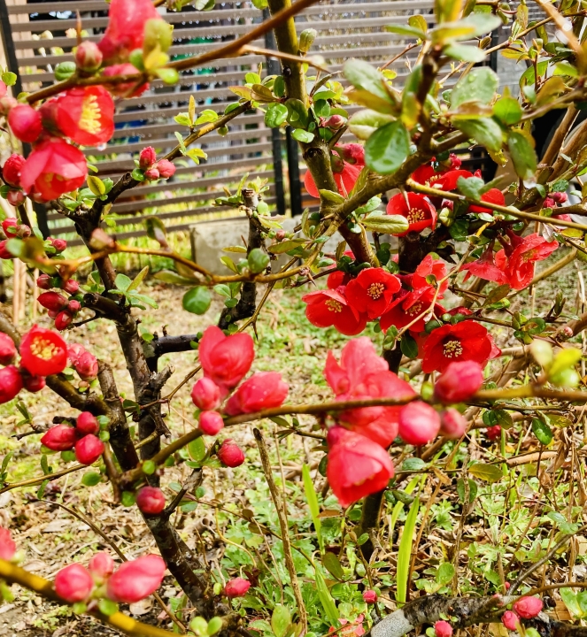 クリックすると拡大します