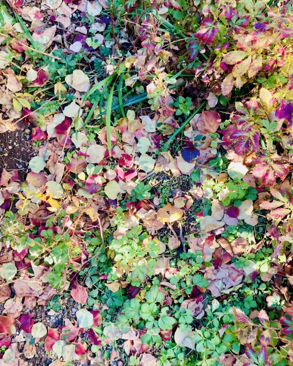 クリックすると拡大します