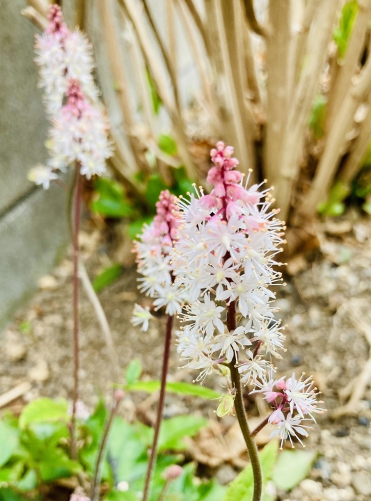 クリックすると拡大します