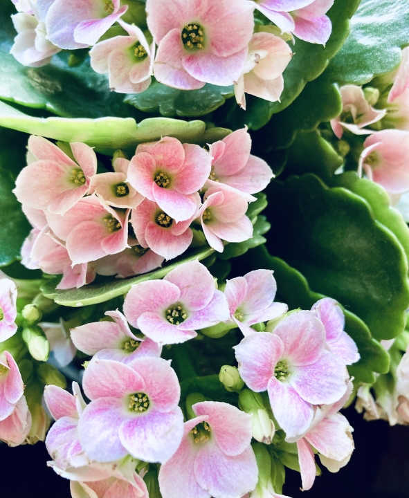 クリックすると拡大します