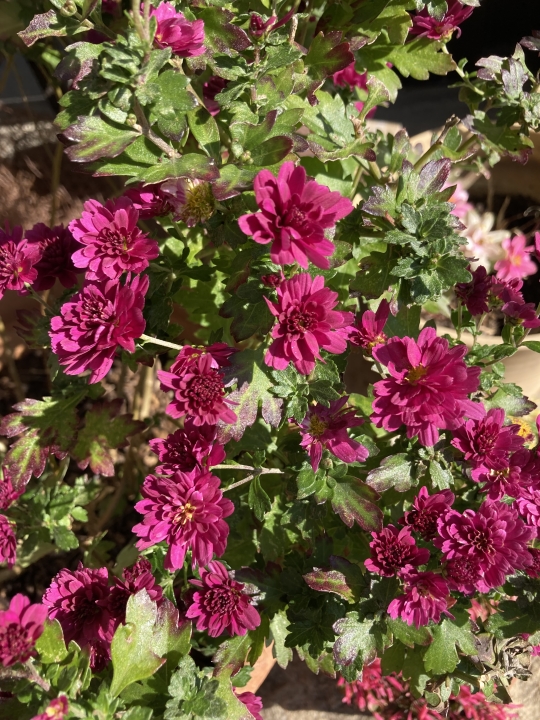 クリックすると拡大します