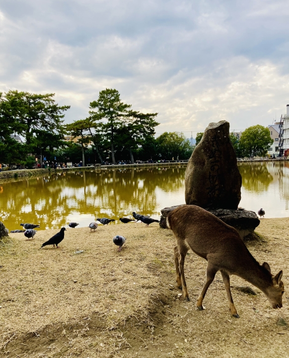 クリックすると拡大します