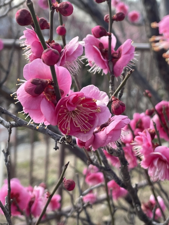 クリックすると拡大します