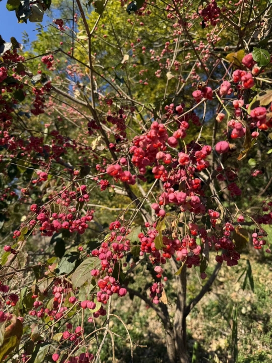 クリックすると拡大します