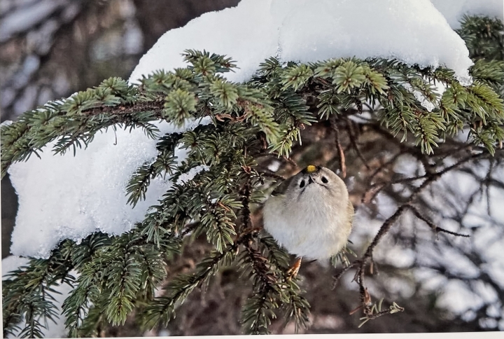 クリックすると拡大します