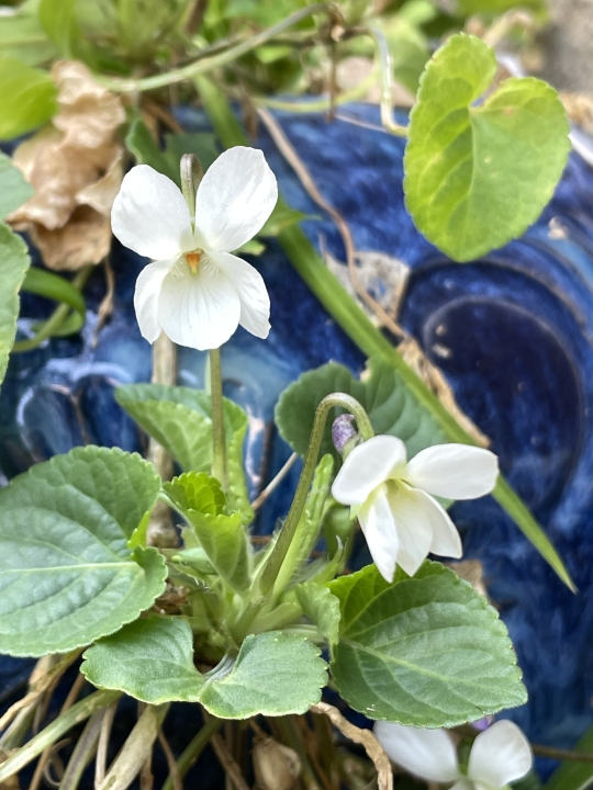 クリックすると拡大します