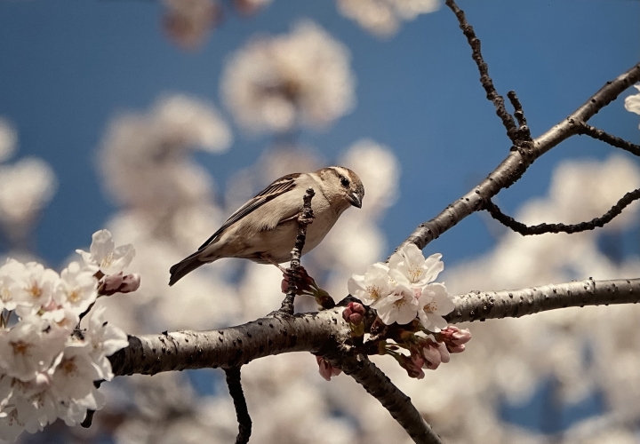 クリックすると拡大します