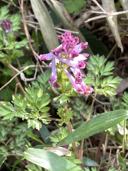 クリックすると拡大します