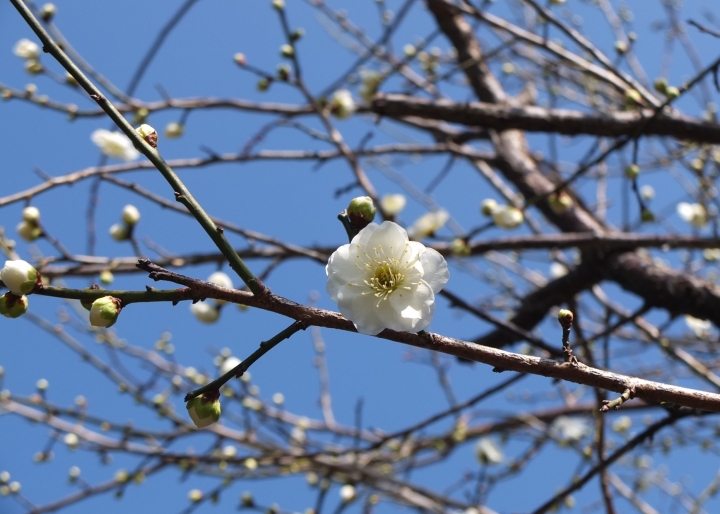 クリックすると拡大します