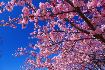 株式会社 山川運送