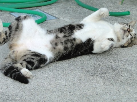 クリックすると拡大します