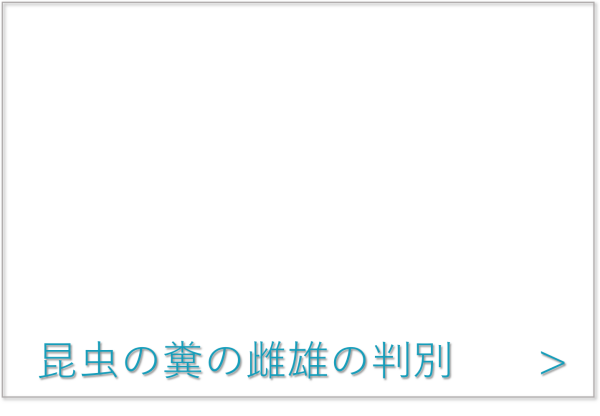 昆虫の糞の雌雄の判別