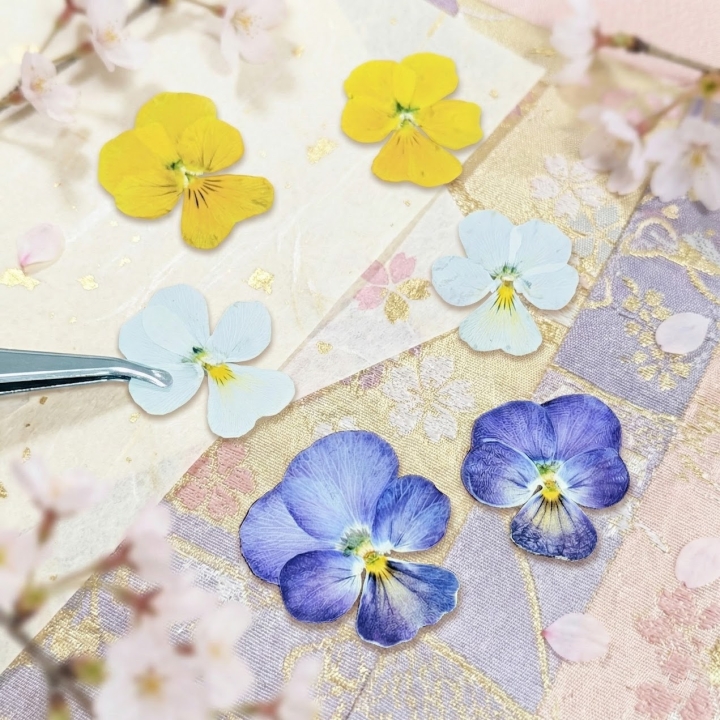 ビオラのまほう