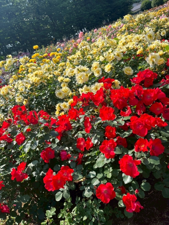 クリックすると拡大します