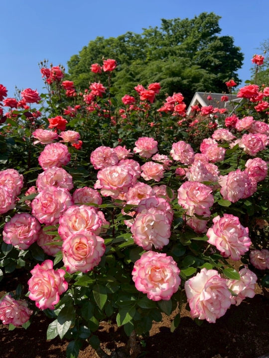 クリックすると拡大します