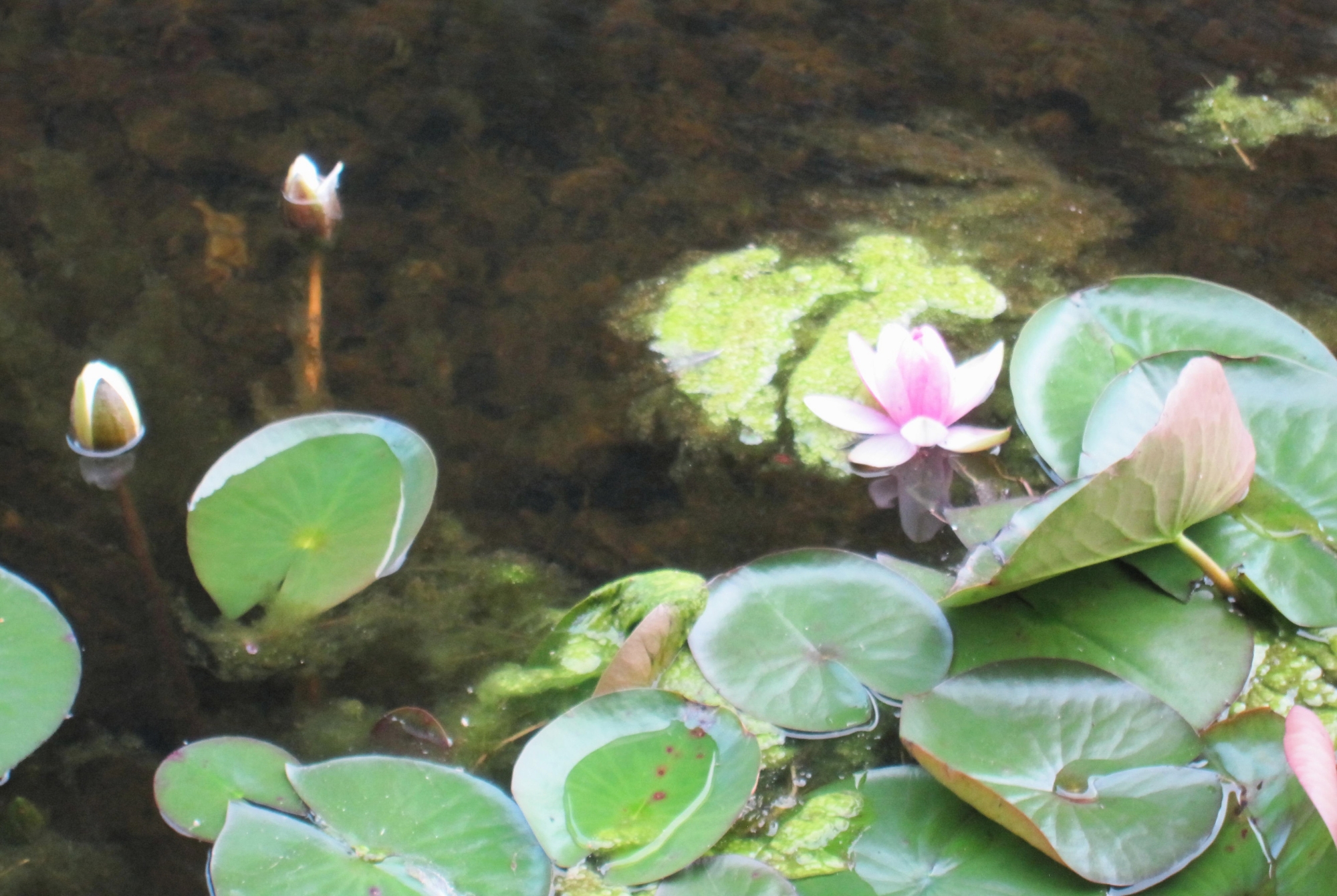 コペンハーゲンのアマー島の池に咲く睡蓮の花
