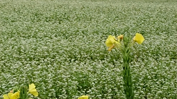 さいかわ歯科医院