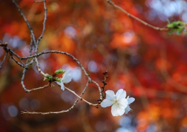 さいかわ歯科医院