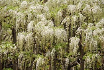 さいかわ歯科医院