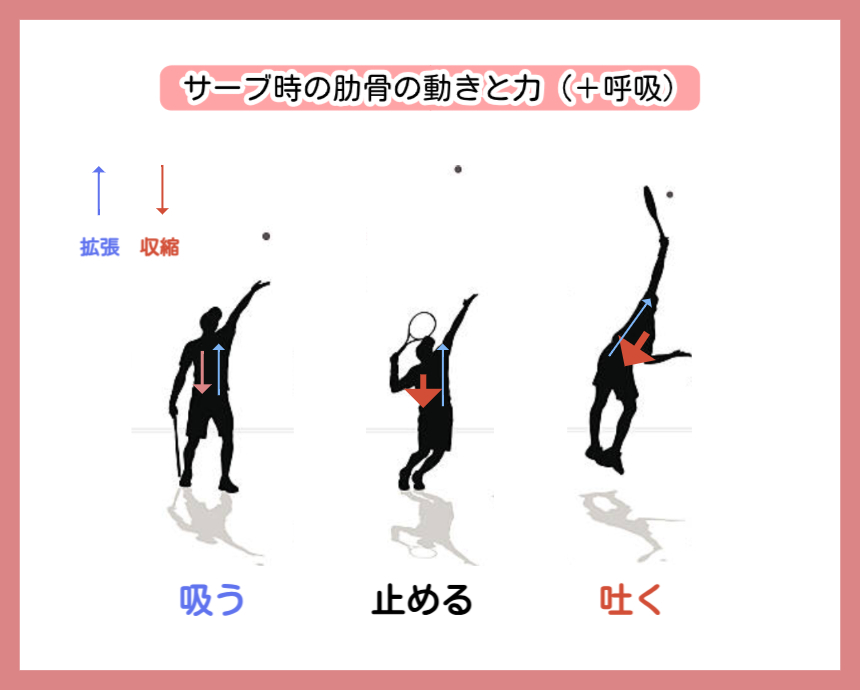 「サーブ時の肋骨の動きと力(+呼吸)」の解説画像。テニスのサーブ動作をシルエットで3段階に分類。
トス時:息を吸い肋骨を拡張させ上方への力を生む。
テイクバック:呼吸を止め、肋骨のサスペンションでエネルギーを溜める。
インパクト:息を吐きながら肋骨を収縮させ、溜めた力を爆発的に末端へ伝える様子を矢印で図示。