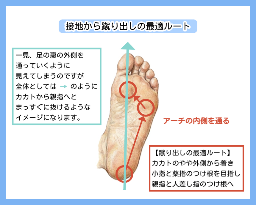 接地から蹴り出しまでの最適な重心移動ルート。カカトやや外側から、小指・薬指の付け根を経て、親指・人差し指の付け根へ抜ける軌跡を示した足底図。