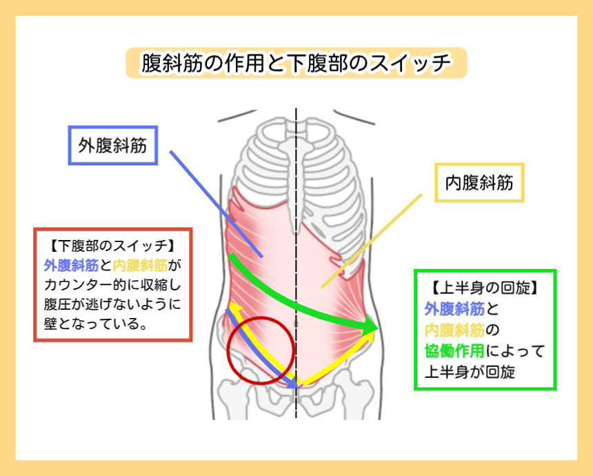 下腹部スイッチのメカニズム