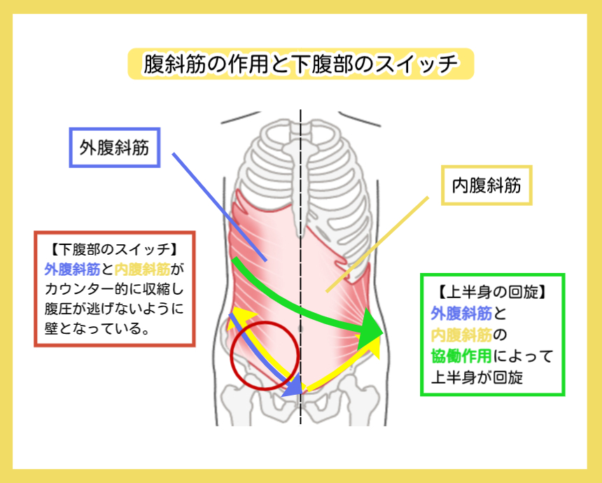 腹斜筋・腹横筋のメカニズム解剖図